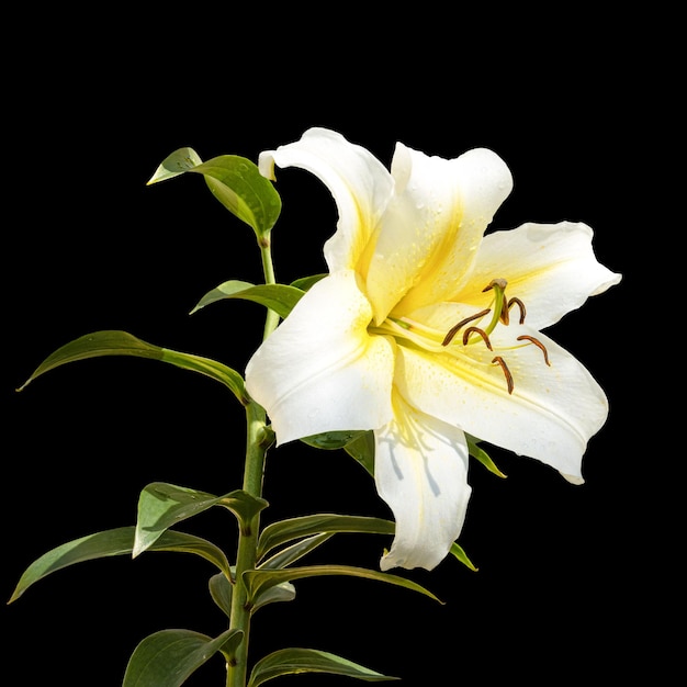 Une belle grande fleur de lys blanc avec un noyau jaune sur fond noir. Hybride. Isolé