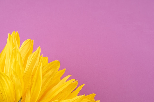 Belle grande fleur de tournesol jaune sur un fond violet clair, gros plan.