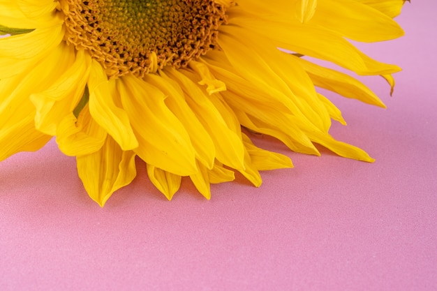 Belle grande fleur de tournesol jaune