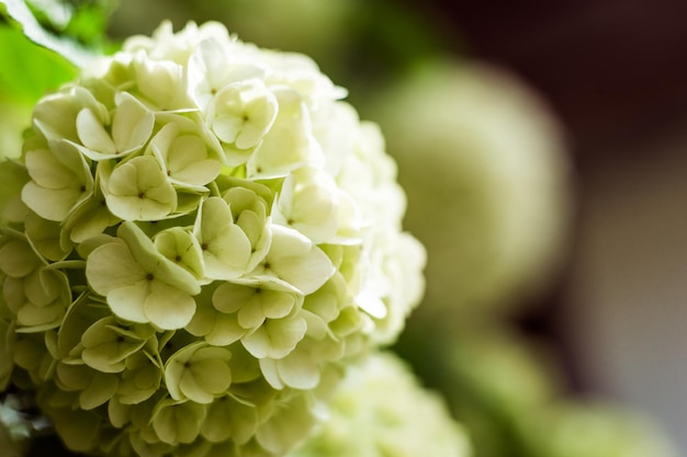 Belle grande floraison blanche hortensia paniculata feux de la rampe