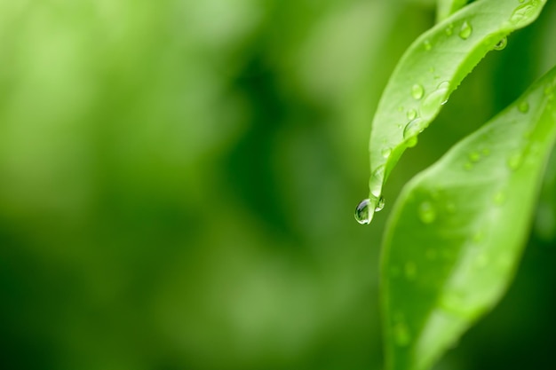 Belle grande goutte rosée du matin dans la nature mise au point sélective Gouttes d'eau propre et transparente sur les feuilles Éblouissement du soleil en goutte Image dans les tons verts Printemps été fond naturel