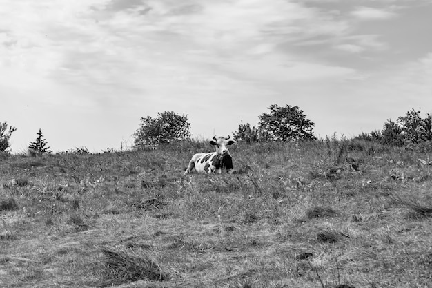 Belle grande vache à lait broute sur un pré clair sous un ciel clair