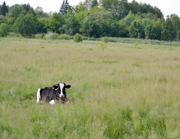 La belle grande vache à lait broute sur le pré vert