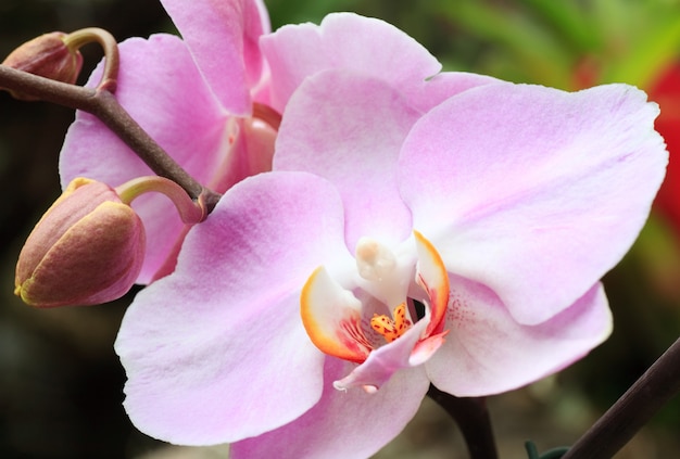 Belle grappe de fleurs d'orchidées magenta-blanc. Photo macro composite avec une profondeur de netteté considérable.