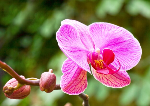 Belle grappe de fleurs d'orchidées magenta