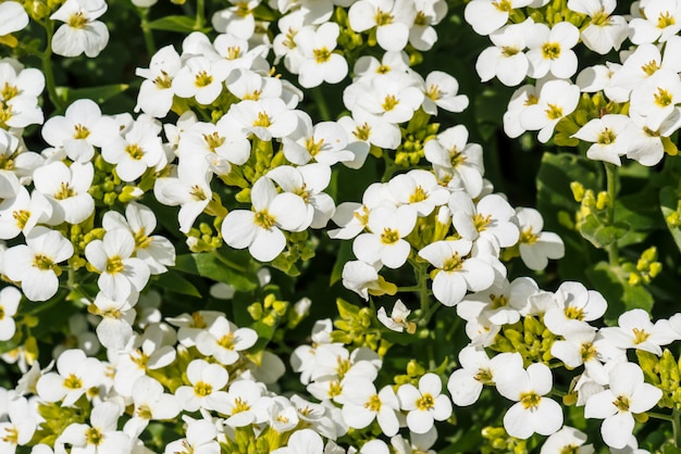 Belle grappe de gros plan blanc hesperis en macro. Blanc sur groupe de petites fleurs de violette avec copie espace.