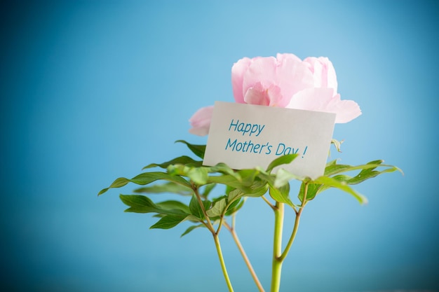 Belle grosse pioie rose avec félicitations pour la fête des mères