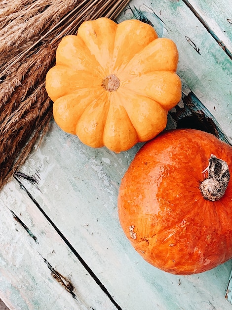 Une belle avec de grosses citrouilles orange