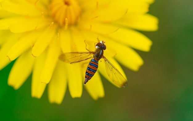 Belle guêpe survolant une fleur jaune