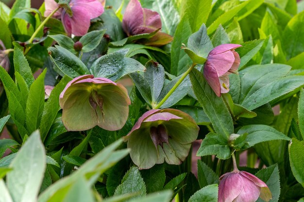 Belle hellébore en fleurs un jour de printemps Helleborus orientalis