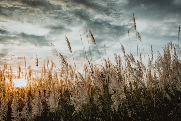 belle herbe et fond de coucher de soleil