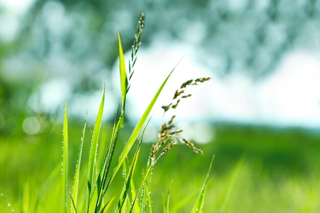 Belle herbe humide sur fond de nature floue