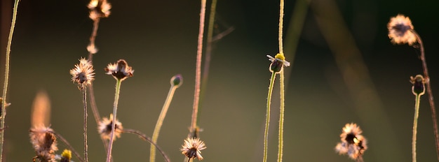 Belle herbe de prairie dans la soirée. Fond de la nature.