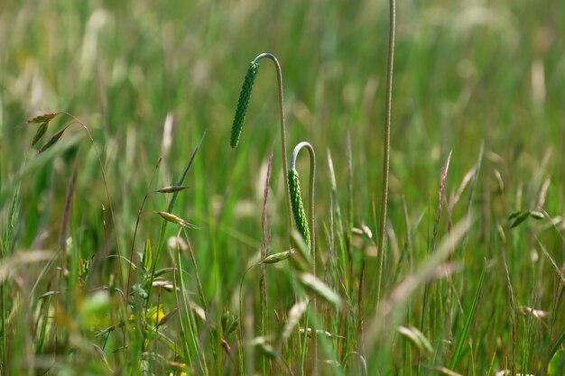 Belle herbe de prairie d'été sur fond de nature floue