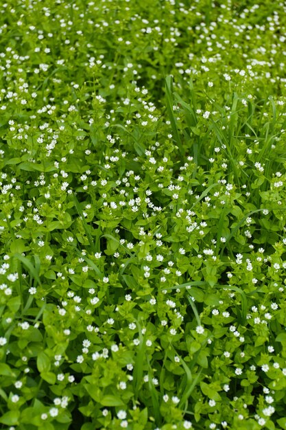 Belle herbe de printemps à l'extérieur