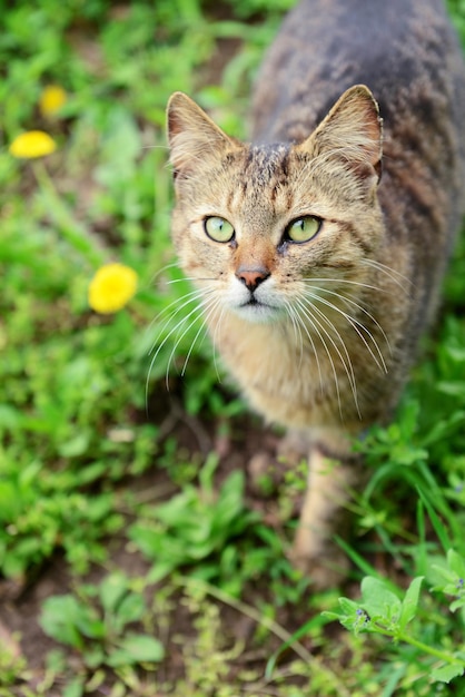 Belle herbe de printemps à l'extérieur