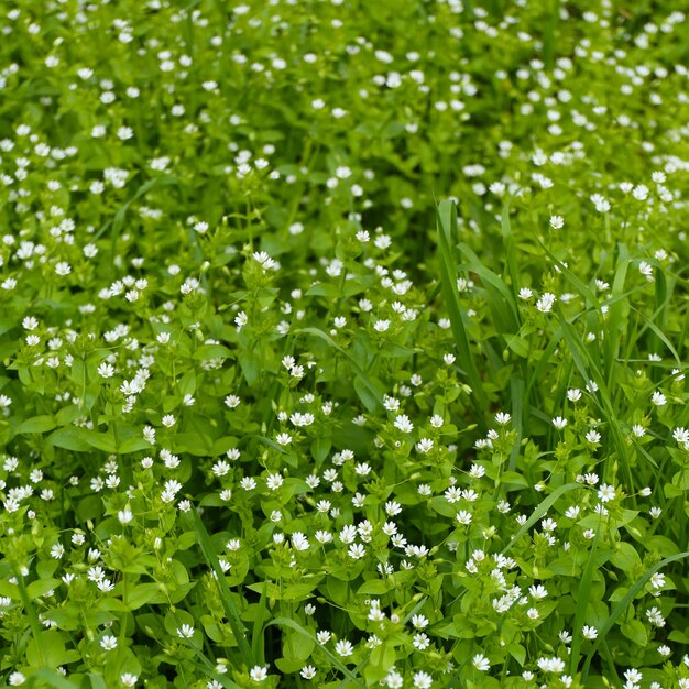 Belle herbe de printemps à l'extérieur