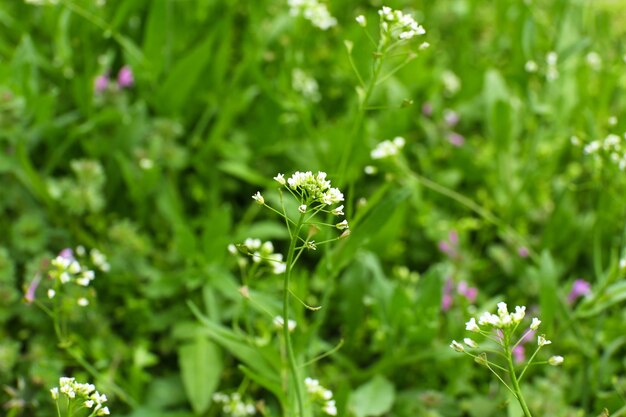 Belle herbe de printemps à l'extérieur