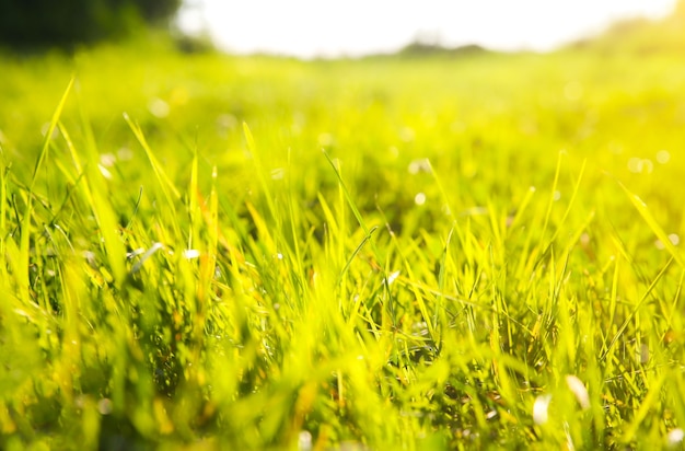 Belle herbe verte. Ambiance estivale. Saison de printemps. Lumières du soleil dans les plantes. Beauté nature.