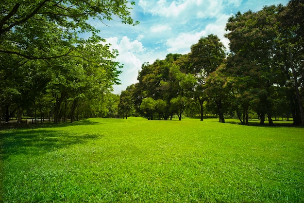 Photo belle herbe verte au parc