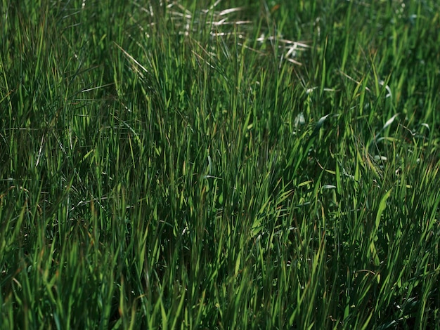 Belle herbe verte dans la nature