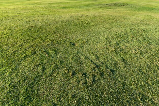 Belle herbe verte dans un terrain de golf