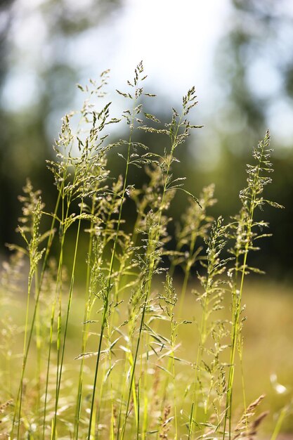 Belle herbe verte à l'extérieur