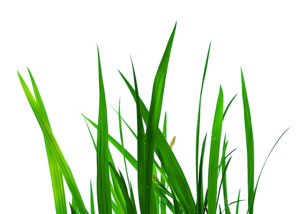 Belle herbe verte avec des gouttes isolées sur blanc