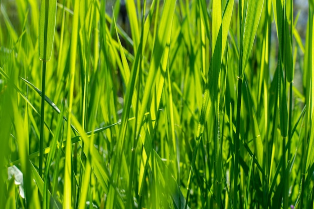 Belle herbe verte sur le gros plan de la pelouse