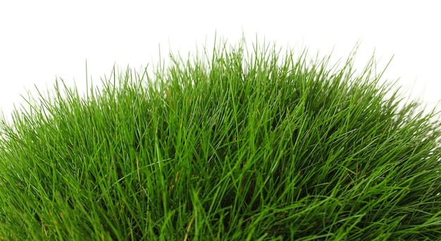 Belle herbe verte isolée sur le blanc