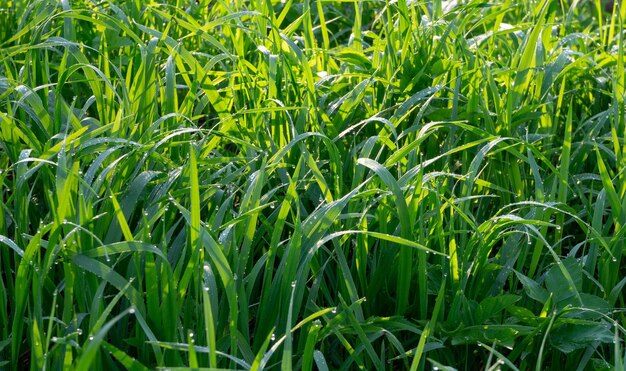 Belle herbe verte texture abstraite fond naturel flou herbe de prairie avec des gouttes de rosée se bouchent