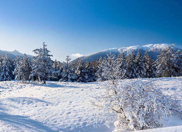 Photo belle hiver matin froid fond de neige avec des arbres forêt et montagne en arrière-plan