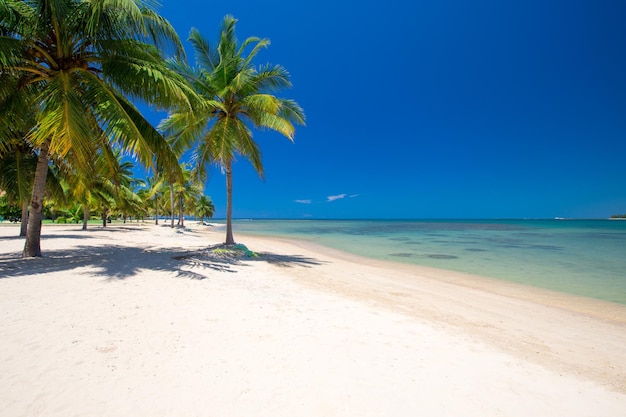 Belle île tropicale des Maldives avec plage