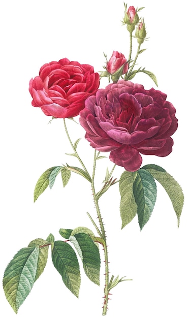 Photo belle illustration vintage de fleurs roses découpée à l'emporte-pièce de haute qualité isolée sur fond blanc