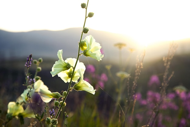 Belle image de champ de fleurs