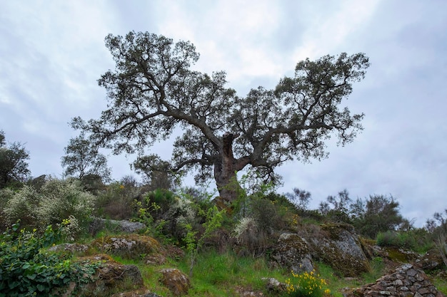 Une belle image d'un chêne-liège ou Quercus suber isolé contre un spectaculaire ciel nuageux dans la prairie d'Estrémadure