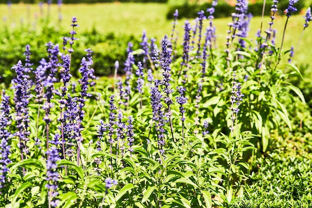 Belle image de gros plan de plante de lavande