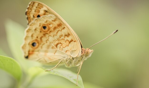 Photo une belle image de papillon