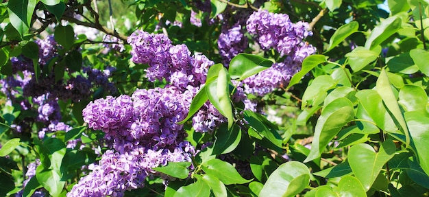 Belle inflorescence lilas Panorama