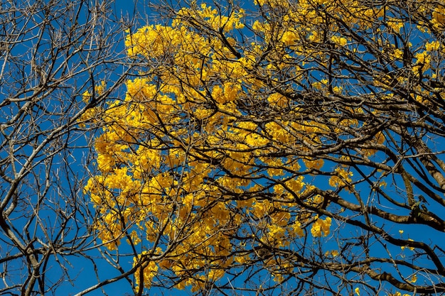 Belle ipé jaune typique de l'intérieur du Brésil