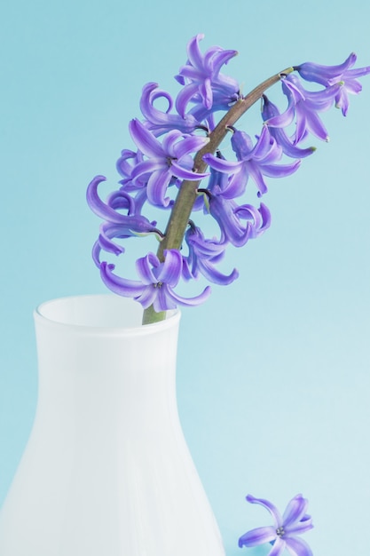 Belle jacinthe fleurie dans un vase en verre blanc sur bleu. Bouquet de printemps pour la décoration intérieure