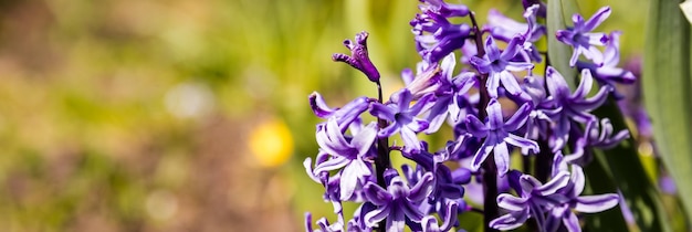 Belle jacinthe pourpre poussant dans le jardin le jour du printemps ensoleillé Fleurs de Pâques traditionnelles hyacinthus