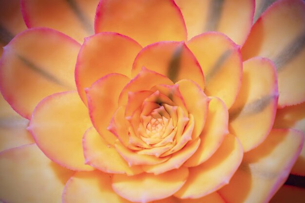 Belle jaune echeveria cactus closeup macro soft focus printemps en plein air sur un arrière-plan flou doux Image artistique douce et douce romantique