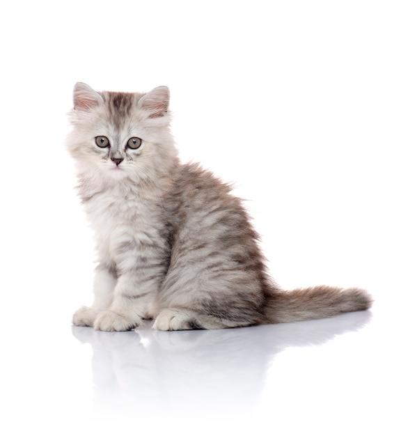 Belle jeune chaton à fourrure isolé sur blanc