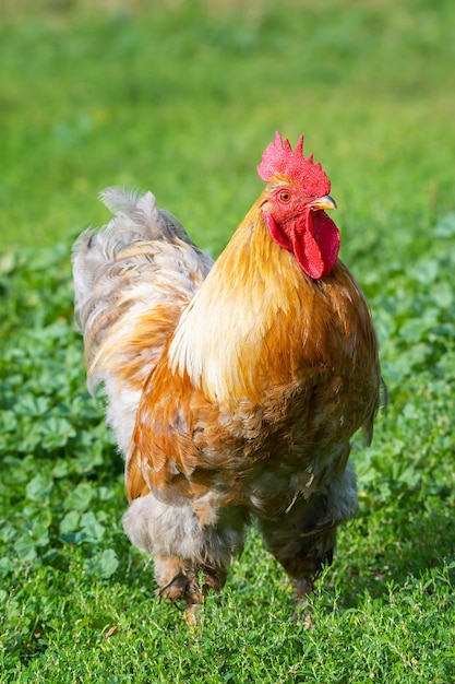 Belle jeune coq rouge vif sur l'herbe verte de la ferme