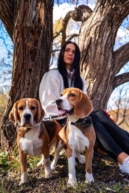 Une belle jeune fille marche dans la forêt d'automne avec deux chiens beagle actifs