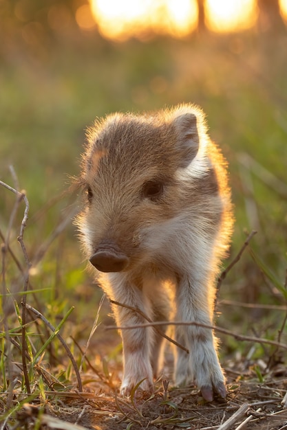 Belle jeune porcelet sanglier debout sur terrain au coucher du soleil