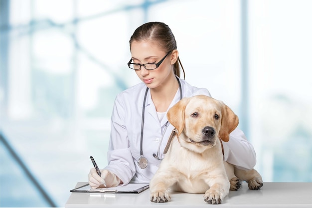 Belle jeune vétérinaire avec un chien sur fond blanc