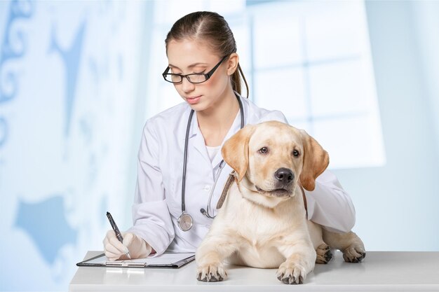 Belle jeune vétérinaire avec un chien sur un fond de clinique