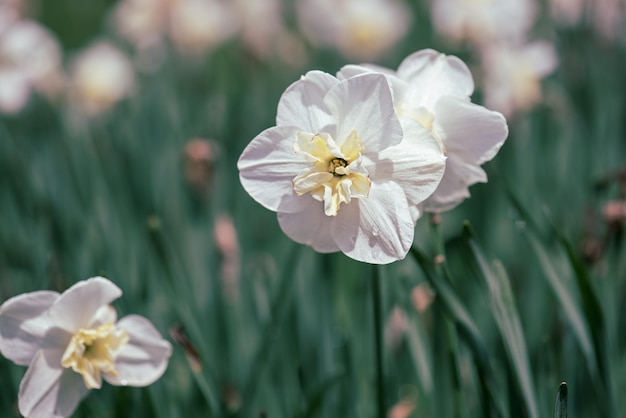 Belle jonquille blanche